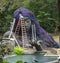 The Atlanta Earth Goddess statue being groomed with lights for winter at the Atlanta Botanical Gardens