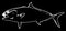 Atlantic amberjack fish fishing on black background