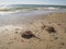 Atlantic American  horseshoe crab