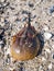 Atlantic American  horseshoe crab