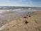 Atlantic American  horseshoe crab