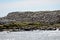 Atlantic birdlife, Farne Islands Nature Reserve, England