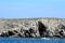 Atlantic birdlife, Farne Islands Nature Reserve, England