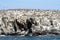 Atlantic birdlife, Farne Islands Nature Reserve, England