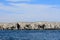 Atlantic birdlife, Farne Islands Nature Reserve, England