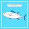 Atlantic blue-fin tuna sketch