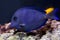 Atlantic blue tang, blue barber, blue doctorfish, blue tang surgeonfish, yellow barber, yellow doctorfish Acanthurus coeruleus.