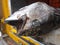 The Atlantic bluefin tuna close-up view