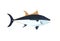 Atlantic bluefin tuna fish simple vector cartoon color illustration
