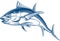 Atlantic bluefin tuna fish Thunnus thynnus