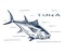 Atlantic bluefin tuna for sushi