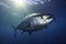 Atlantic bluefin tuna swimming underwater