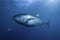 Atlantic bluefin tuna swimming underwater