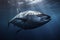 Atlantic bluefin tuna swimming underwater