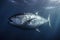 Atlantic bluefin tuna swimming underwater