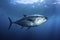 Atlantic bluefin tuna swimming underwater