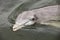 Atlantic bottlenose dolphin, (Tursiops truncatus)