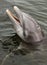 Atlantic bottlenose dolphin, (Tursiops truncatus)