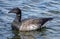 Atlantic Brant Goose on Lake Erie