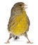 Atlantic Canary, Serinus canaria, 2 years old