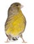 Atlantic Canary, Serinus canaria, 2 years old