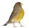 Atlantic Canary, Serinus canaria, 2 years old