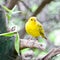 Atlantic Canary. A small Brazilian wild bird.