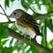 Atlantic Canary. A small Brazilian wild bird.