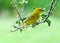 Atlantic Canary. A small Brazilian wild bird.