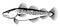 Atlantic Cod Black and White Fish