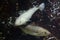 Atlantic cod Gadus morhua.