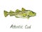 Atlantic Cod Gadus morhua, codling,  hand painted watercolor illustration design element