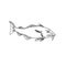 Atlantic Cod Gadus Morhua or Codling Side View Line Art Style Black and White