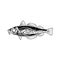Atlantic Cod Gadus Morhua or Codling Side View Retro Style Black and White