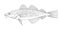 Atlantic cod. Hand drawn black image