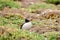 Atlantic Common Puffin closeup profile sitting on grass