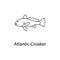 atlantic croaker icon. Element of marine life for mobile concept and web apps. Thin line atlantic croaker icon can be used for web