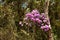 Atlantic forest with lilac flowers of the manaca Tibouchina mutabilis
