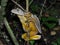 Atlantic Forest Yellow Frog, Brazil