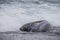 Atlantic Fur seal rests in the surf in Right Whale Bay in South Georgia