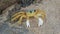 Atlantic ghost crab Ocypode quadrata in the sand