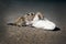 Atlantic ghost crab Ocypode quadrata   on a sandy beach eating fish. Night shooting