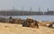 Atlantic grey seal on the beach