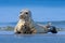 Atlantic Grey Seal, Halichoerus grypus, detail portrait, at the beach of Helgoland, Germany