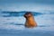 Atlantic Grey Seal, Halichoerus grypus, portrait in the dark blue water wit morning sun, animal swimming in the ocean waves, Helgo