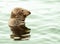 Atlantic  grey seal  head  out  of  calm water pembrokeshire