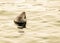 Atlantic  grey  seal  with  nose  out  of  calm water