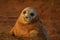 Atlantic grey seal pup with mournful eyes