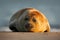 Atlantic Grey Seal, on the sand beach, sea in the background, Helgoland island, Germany