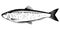 Atlantic Herring Black and White Fish